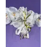 Lacet blanc licorne